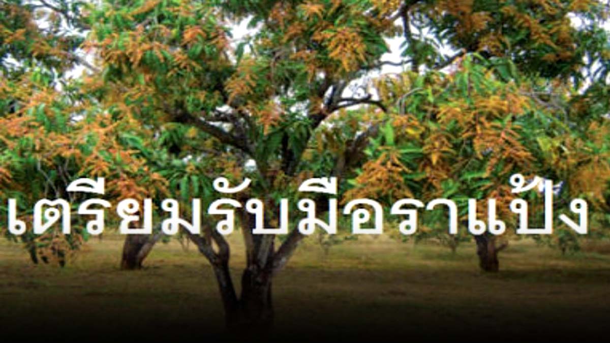 เตือนเกษตรกร !! เตรียมรับมือโรคราแป้ง (เชื้อรา Oidium mangiferae) ในมะม่วง