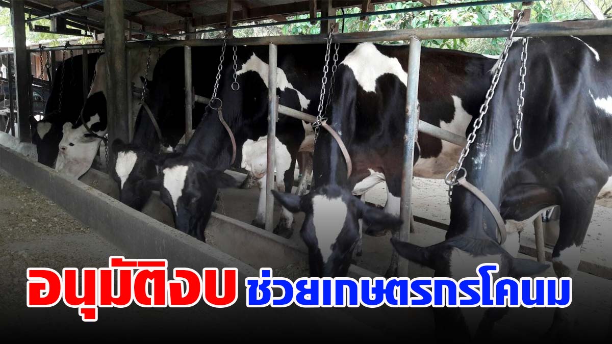 รัฐบาลอนุมัติงบ !! ช่วยเกษตรกรโคนม เนื่องจากปริมาณการบริโภคลดลง 30%