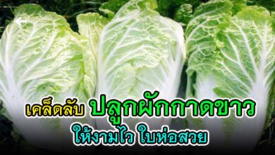 เคล็ดลับ ปลูกผักกาดขาวปลี ให้ต้นงามไวใบห่อดี เป็นที่ต้องการของตลาด