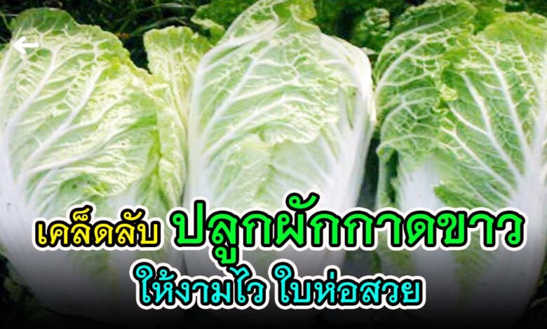 เคล็ดลับ ปลูกผักกาดขาวปลี ให้ต้นงามไวใบห่อดี เป็นที่ต้องการของตลาด