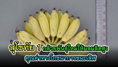 "สุโขทัย 1" กล้วยพันธุ์ใหม่ให้ผลผลิตสูง คุณค่าทางโภชนาการชนะเลิศ