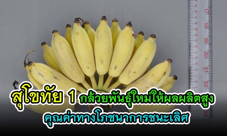 "สุโขทัย 1" กล้วยพันธุ์ใหม่ให้ผลผลิตสูง คุณค่าทางโภชนาการชนะเลิศ