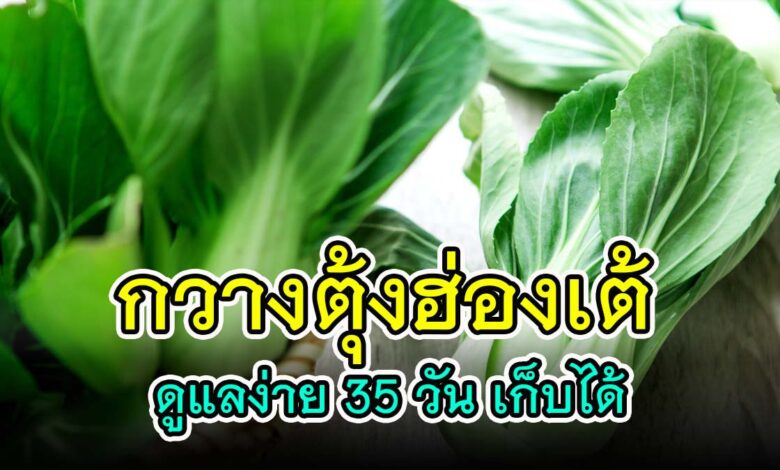 เคล็ดลับ ปลูก "กวางตุ้งฮ่องเต้ " ให้ต้นอวบงาม ดูแลง่าย 35 วันสามารถเก็บได้