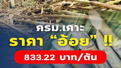 ครม. เห็นชอบกำหนดราคาอ้อย ตันละ 833.22 บาท/ตัน