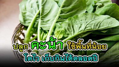 เคล็ดลับ ปลูกคะน้า ใช้พื้นที่น้อย โตไว เก็บกินได้ตลอดปี