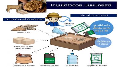 เคล็ดลับ!! สำหรับเกษตรกรผู้ที่เลี้ยงโคขุน ทำให้โคขุนโตไวด้วย "มันหมักยีตส์"