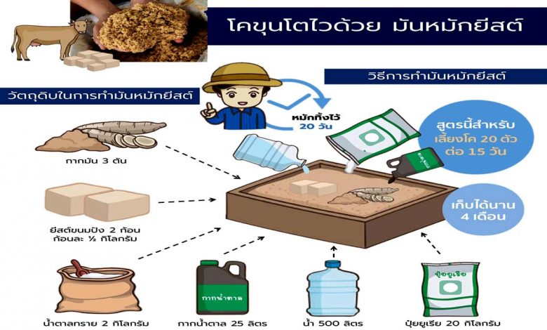 เคล็ดลับ!! สำหรับเกษตรกรผู้ที่เลี้ยงโคขุน ทำให้โคขุนโตไวด้วย "มันหมักยีตส์"