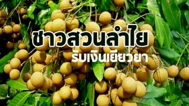 อนุมัติเพิ่มเกษตรกรชาวสวนลำไยรับเงินเยียวยา ปี 63