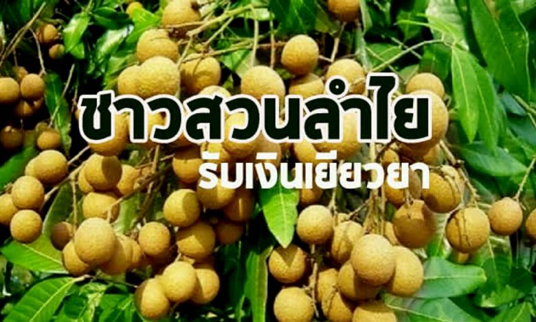 อนุมัติเพิ่มเกษตรกรชาวสวนลำไยรับเงินเยียวยา ปี 63