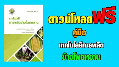 ดาวน์โหลดฟรี เอกสารคำแนะนำเทคโนโลยีการผลิตข้าวโพดหวาน