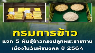 กรมการข้าว แจก 5 พันธุ์ข้าวทรงปลูกพระราชทาน เนื่องในวันพืชมงคล ปี 2564