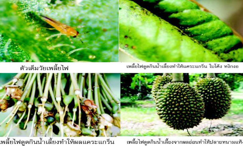 เตือนเกษตรกรปลูกทุเรียน ให้ระวังการระบาดของเพลี้ยไฟ