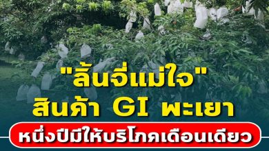 "ลิ้นจี่แม่ใจ" สินค้า GI พะเยา หนึ่งปีมีให้บริโภคเดือนเดียว