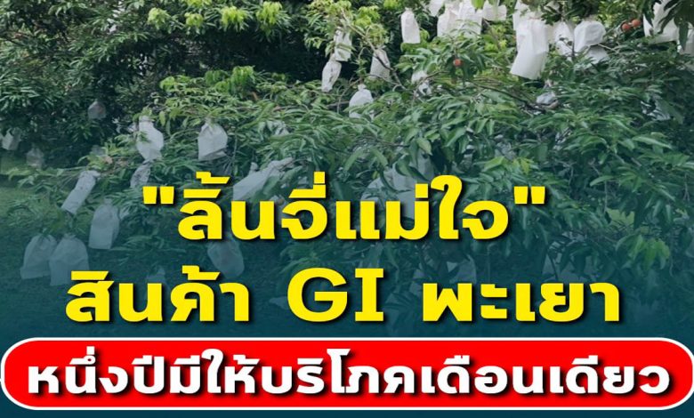 "ลิ้นจี่แม่ใจ" สินค้า GI พะเยา หนึ่งปีมีให้บริโภคเดือนเดียว