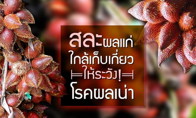 เตือนเกษตรกรชาวสวนสละเฝ้าระวังการระบาดของโรคผลเน่า