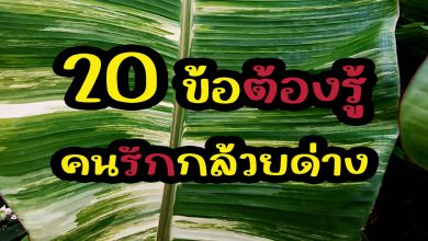 20 ข้อต้องรู้ สำหรับคนรักกล้วยด่าง