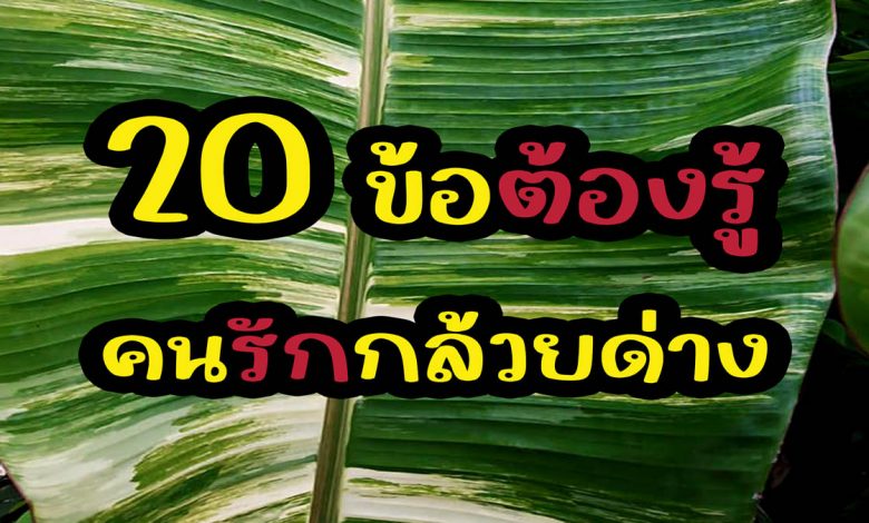 20 ข้อต้องรู้ สำหรับคนรักกล้วยด่าง