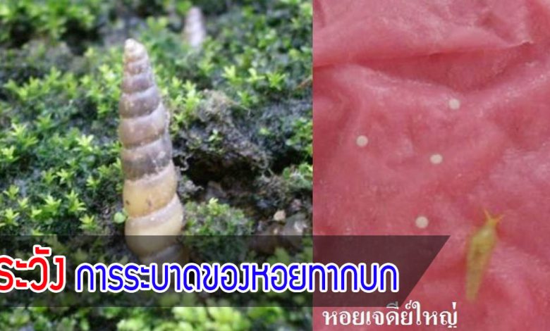 เตือนเกษตรกร ระวังการระบาดของหอยทากบก