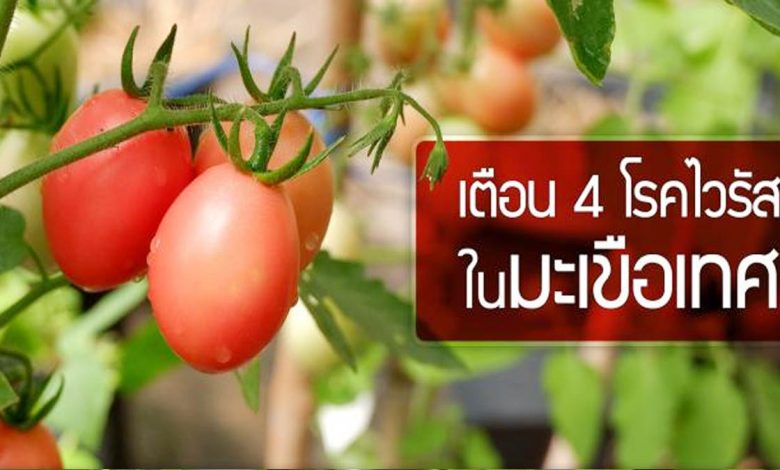 เตือนเกษตรกร ระวัง 4 โรคไวรัส ในมะเขือเทศ