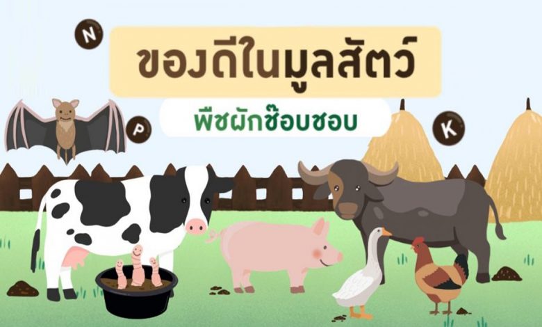 "ปุ๋ยคอก" ในมูลสัตว์มีประโยชน์ต่อพืชผักในสวน