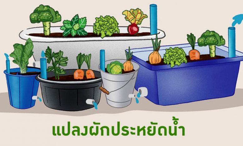 เคล็ดลับ "แปลงผักประหยัดน้ำ"