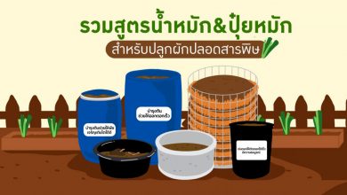 รวมสูตรน้ำหมักและปุ๋ยหมัก สำหรับปลูกผักปลอดสารพิษ