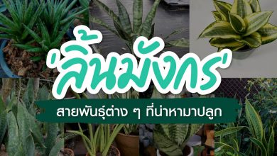 “ลิ้นมังกร” สายพันธุ์ต่างๆ ที่น่าหามาปลูก