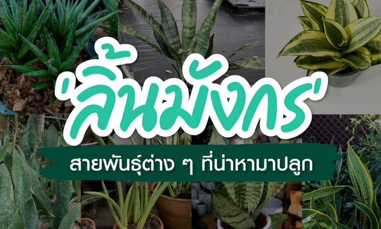 “ลิ้นมังกร” สายพันธุ์ต่างๆ ที่น่าหามาปลูก