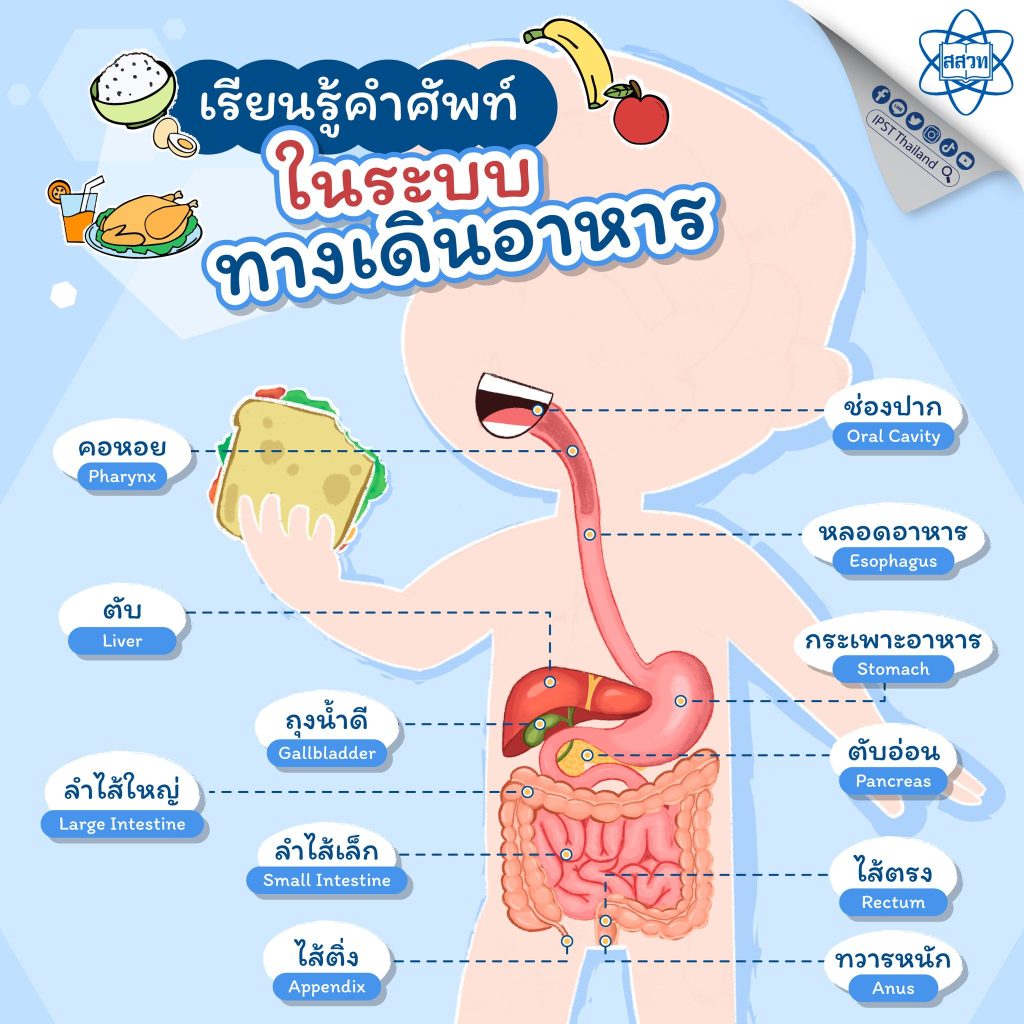 เรียนรู้คำศัพท์ในระบบทางเดินอาหาร