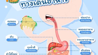 เรียนรู้คำศัพท์ในระบบทางเดินอาหาร