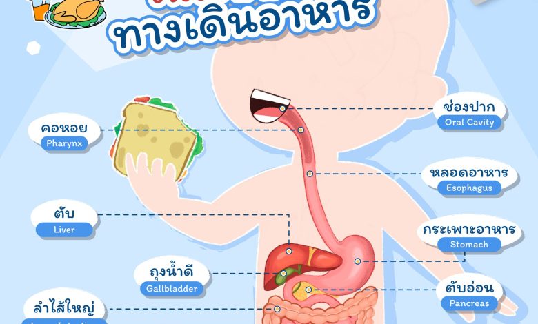 เรียนรู้คำศัพท์ในระบบทางเดินอาหาร