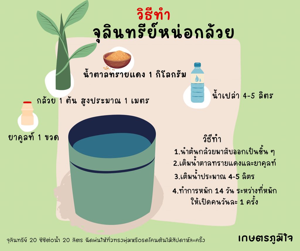 สูตรวิธีทำจุลินทรีย์หน่อกล้วย